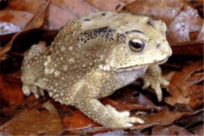 ​红腹蟾蜍引见：东亚为本产地（晚上运动比拟多）