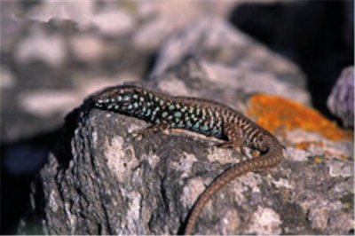 ​米洛斯壁蜥：碰到伤害便会卸下尾巴（篡夺一线生气）