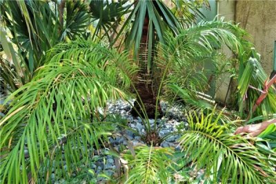 ​德保苏铁：属于常绿植物（树干极为粗壮）