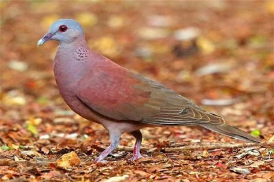 ​粉鸽：别名毛里求斯粉鸽（连年来数目上升）