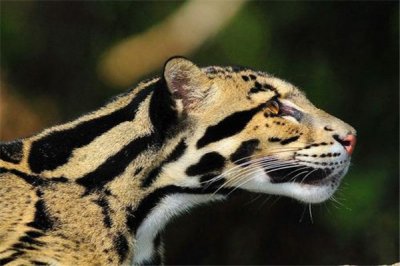 ​台湾云豹：是台湾的特有物种（又名乌云豹）