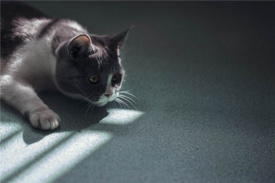 ​英短的祖宗是什么？