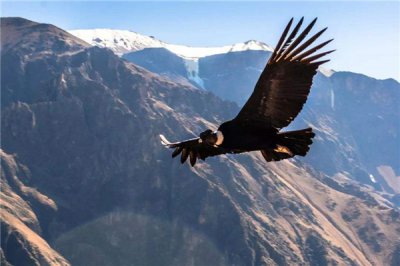 ​最大的安第斯神鹫有多大 身高达130cm体沉多在30斤