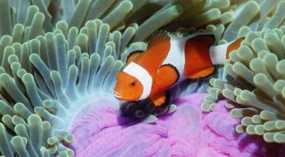 ​小丑恶鱼图片大全，没有仅没有丑恶还长得格外漂亮