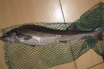​闪光鲟：属中等体型（喜在水面活动）