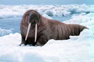 ​海象是一种什么动物？海洋核心长相心爱的生物
