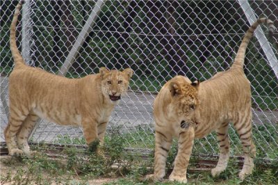 ​虎狮兽：老虎和狮子的联合体（一种很神秘的物种）