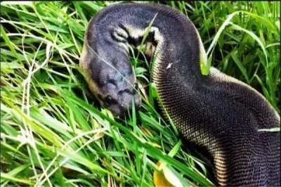 ​瘰鳞蛇：实足在水中生计的一种蛇（不亚种分类）