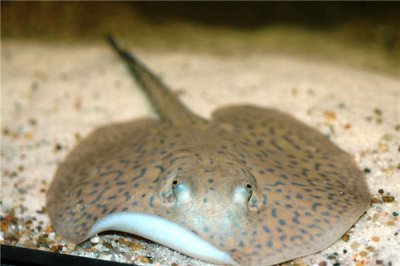 ​大燕魟：具有多个功效性的子宫的生物（属于燕魟科）