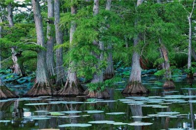 ​水松：平均高度为25米（有极高的药用价值）