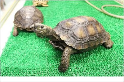 ​靴脚陆龟：主要居住在热带地区（历史十分古老）