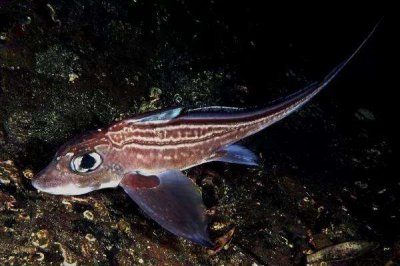 ​大欧美银鲛：分散相称广大的生物（大多生计大欧美中）