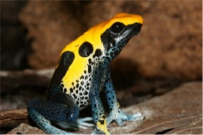 ​三色箭毒蛙：卵生动物（毒液可缓解疼痛效果很强）