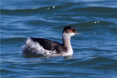 ​乌颈喊鸭：一种接近毁灭的生物（须要人类维护）