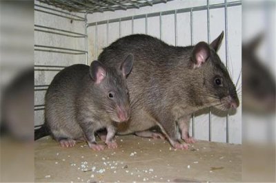 ​核电站巨鼠切我诺贝利巨鼠 风闻中核电站暴发产品