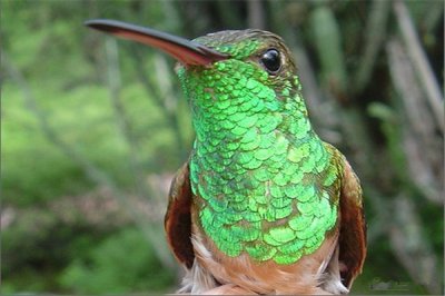 ​栗腹蜂鸟：符合本领极强还是濒危动物（重要生计在加拿大）