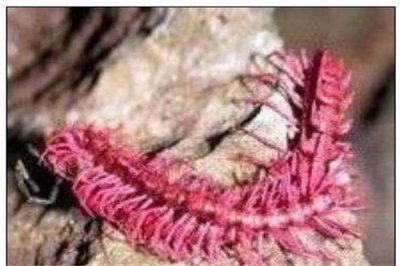 ​粉龙千脚虫：属于一种新物种（相称强横的一种）