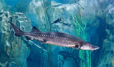​龙鲨可谓活化石，从白垩纪时期成活于今（我国私有鲨鱼）