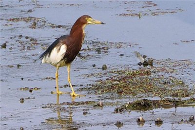​马岛池鹭：又称群岛池鹭（大多生计在非洲的东部）