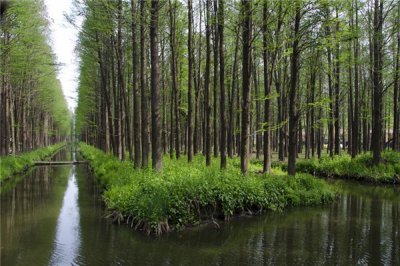 ​水杉：白垩纪时期就已存在的物种（喜欢潮湿地区）