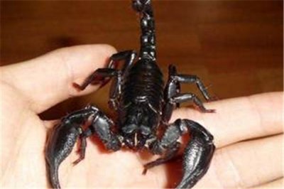 ​亚洲雨林蝎引见：又称马来西亚雨林蝎（生存在湿热情况）