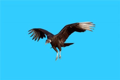 ​佛罗里达彩鹫：很早之前便曾经存在（由于情况毁灭）