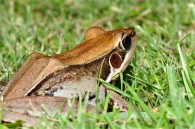 ​沼蛙引睹：喜好生计在水域情况中（比拟罕睹的动物）
