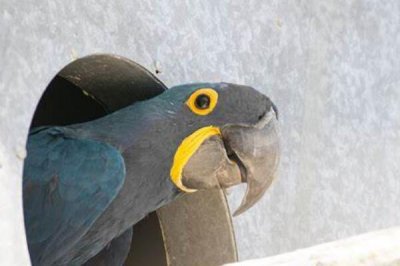 ​灰绿金刚鹦鹉:堪比成人手臂长的大型鹦鹉_最爱棕榈树果