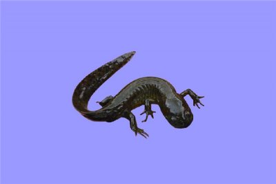 ​米却肯溪蝾螈：墨西哥的一种物种（很短小的存在）