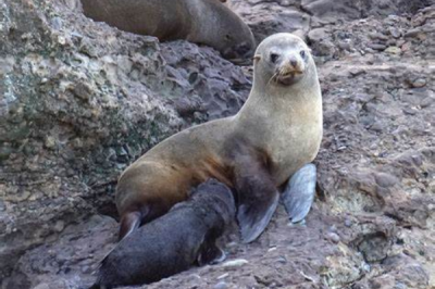 ​南美毛皮海狮:下潜170米仅需7分钟_可成活30年