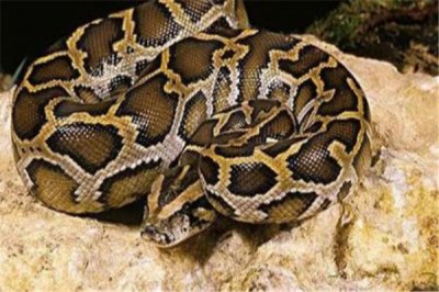 ​圆岛蚺：属于蛇类的一种（个体差异较为明显）