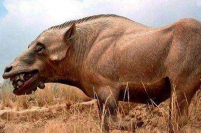 ​野猪的祖宗是什么动物?一口能咬碎骨头_力气堪比鳄鱼