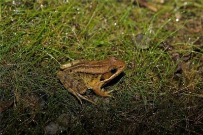 ​楬树蛙引见：一切蛙类中体型较大的一种（吸盘强盛）