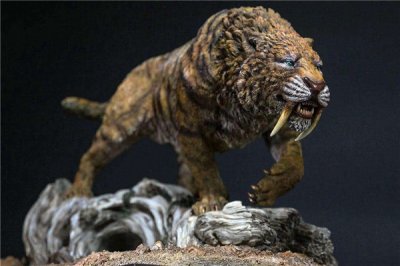 ​巨剑齿虎：剑齿家属中的小身材（涌当前600万年前）
