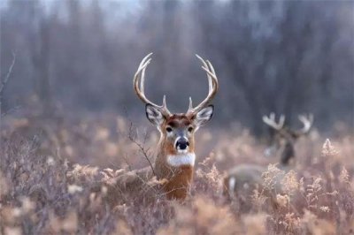 ​麋鹿是四没有像吗：麋鹿是四没有像（国度一家维护动物）