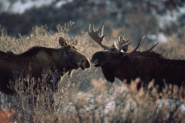 世界上最大的鹿:美洲驼鹿(体型很宏大)