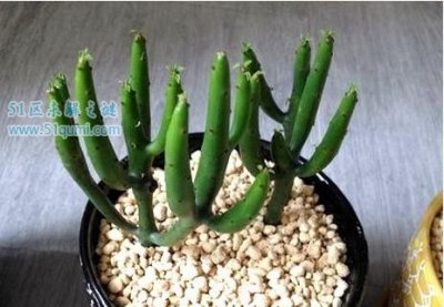 ​单身树:有剧毒汁液的植物 该怎么样精确的豢养?