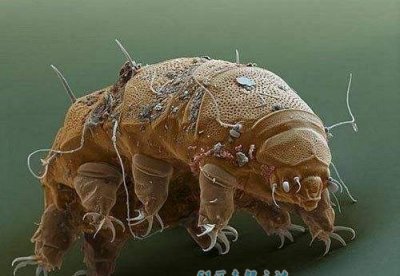 ​地球上五种没有死神兽 水熊虫在太空中也能存在!