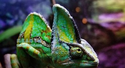 ​高冠变色龙会认主人吗?怎么样选择一只健壮确当宠物?