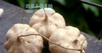 ​葛薯妊妇不妨吃吗?有什么功能与效率?