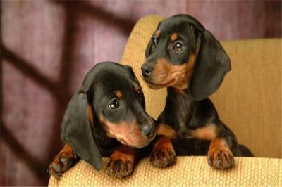 ​十大感觉猎犬排名 比利时的马林诺斯犬感觉十分敏捷