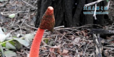 ​世界上最丑恶的蘑菇，鸡屎臭味的红鬼笔