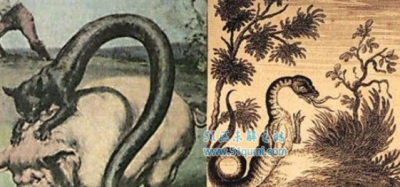 ​塔佐蠕虫:蛇身猫耳笼罩鱼鳞 披着鱼鳞的＂猫＂果然存留吗?