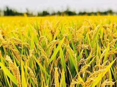 ​谷组词组什么（谷的组词语有哪些呢）