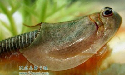 ​三眼恐龙虾:3亿年前超强性命力的生物 它果然不妨吃吗?