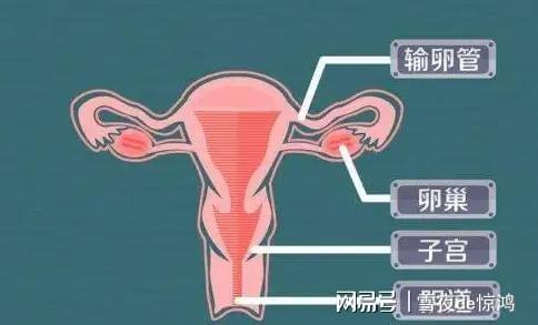 荷尔蒙是什么意思,荷尔蒙的含义