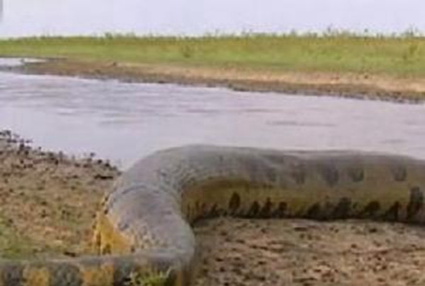 瞅世界上最长的大蛇 !卫星拍到世界上最大蛇
