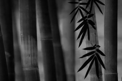 ​赞美竹子的古诗名句（十五首关于赞颂竹子的诗词）