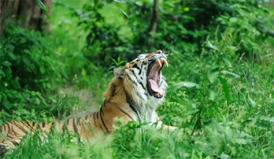 ​世界上最凶猛老虎排名（地球上最凶狠的老虎是什么）