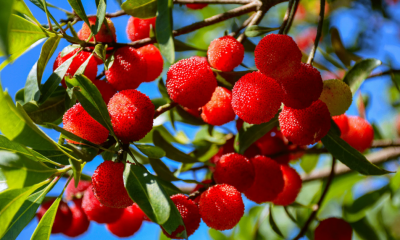 ​关于赞美杨梅的诗句（形容杨梅香甜可口的古诗词）